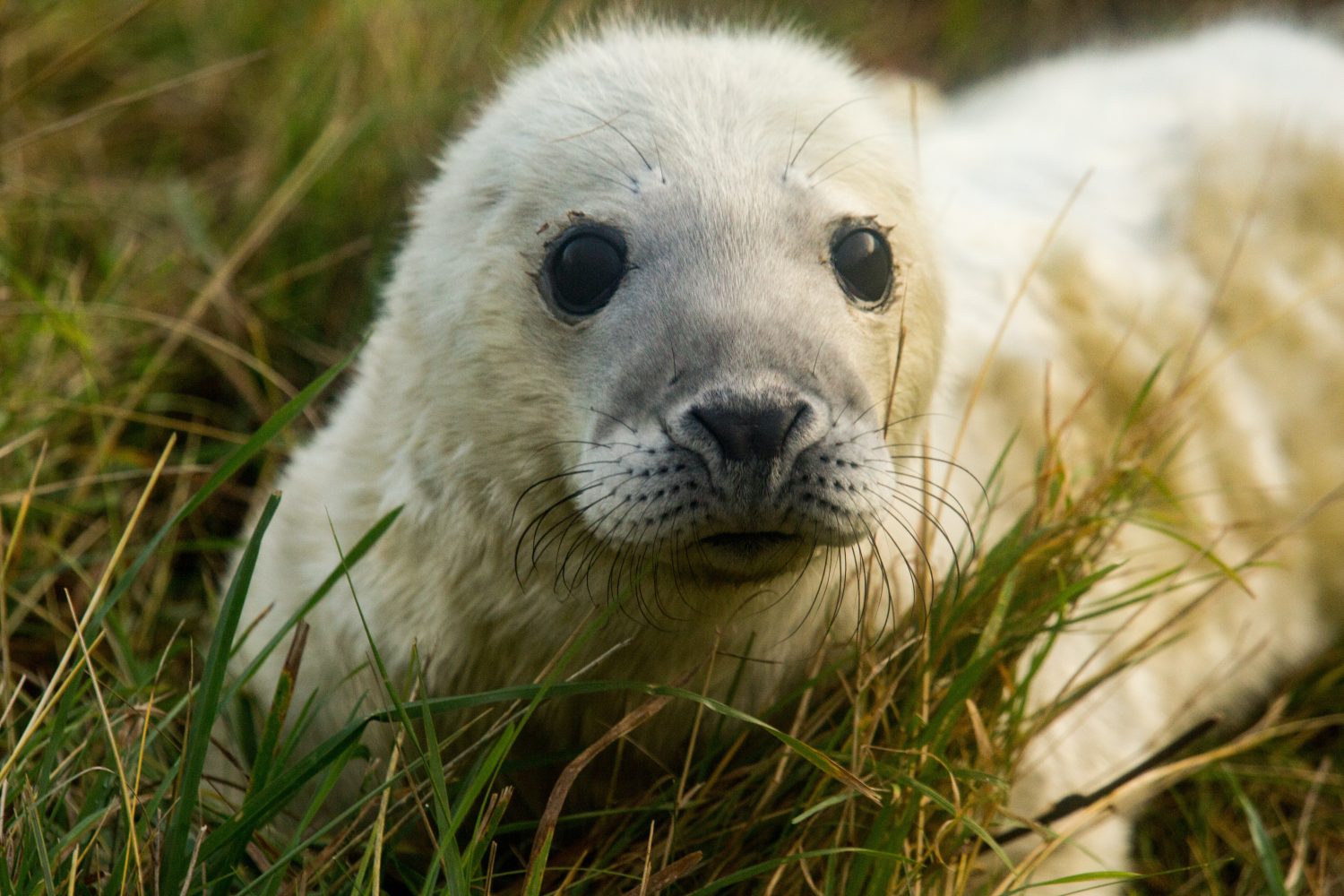 drone thermal grey seals