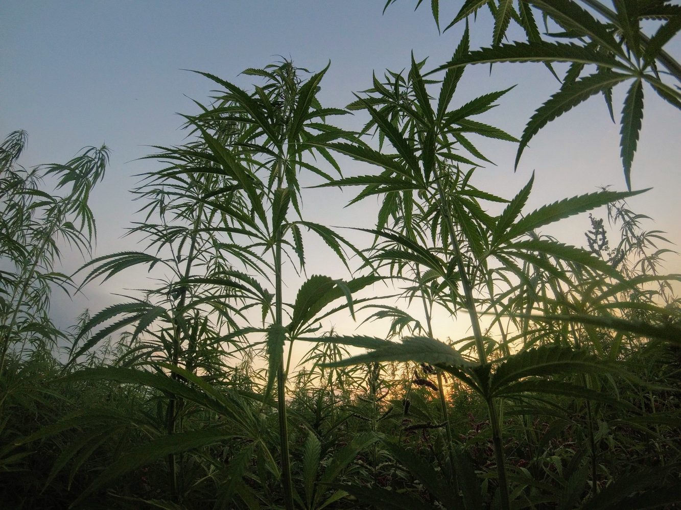 Fiji police drone marijuana