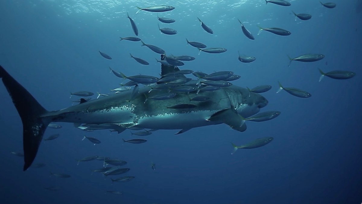 submarine drone video sharks
