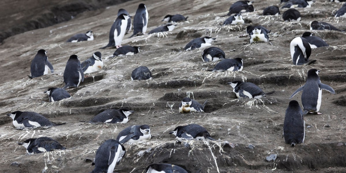 Royal Navy drones penguins