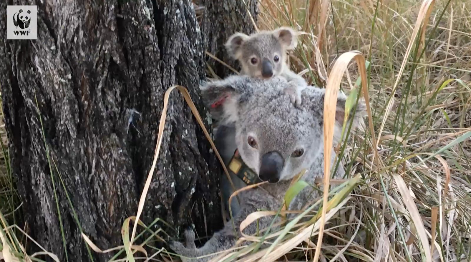 drones koala