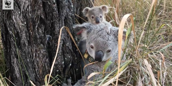 drones koala