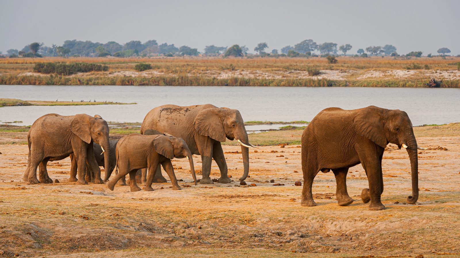 drone elephant