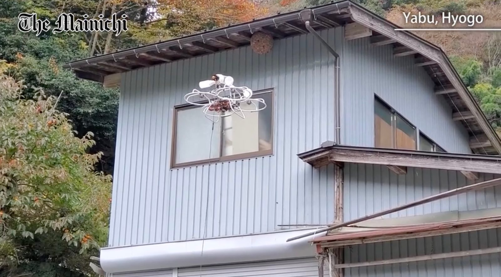 drone wasp nest