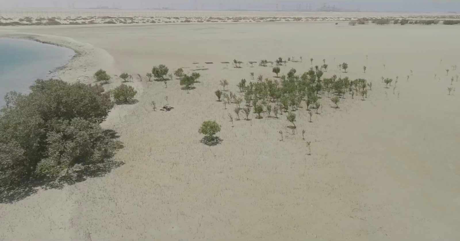 Abu Dhabi drones mangroves