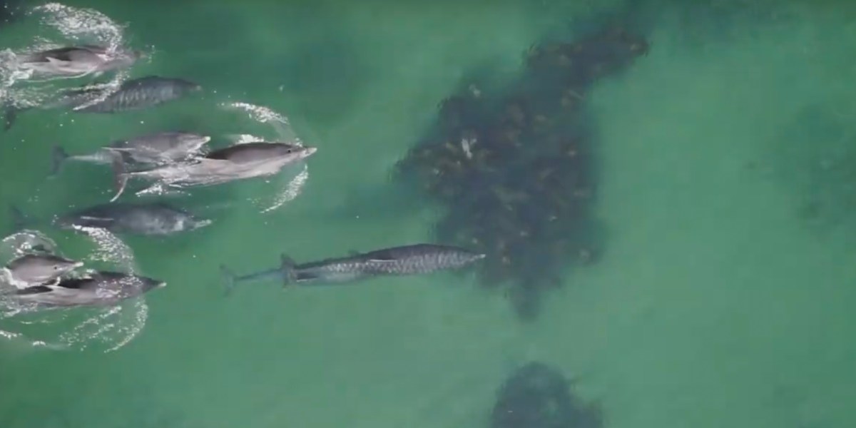 Scottish drones pregnant dolphins