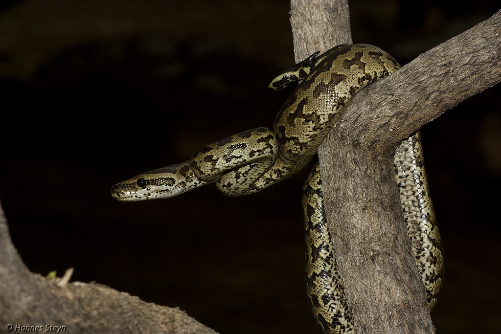 Researchers Fly Drones To Find Florida's Invasive Burmese Pythons