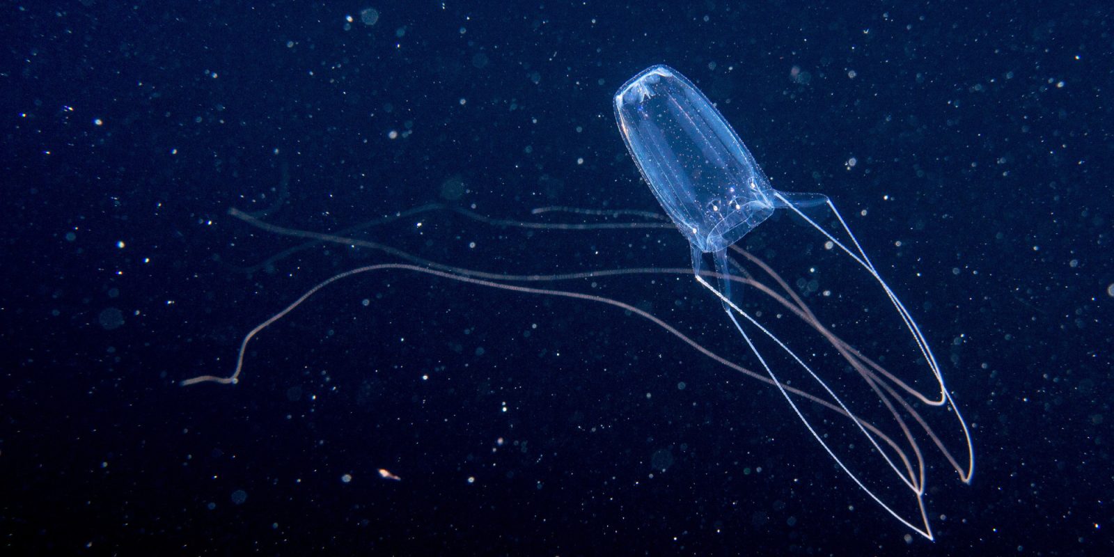 drones jellyfish