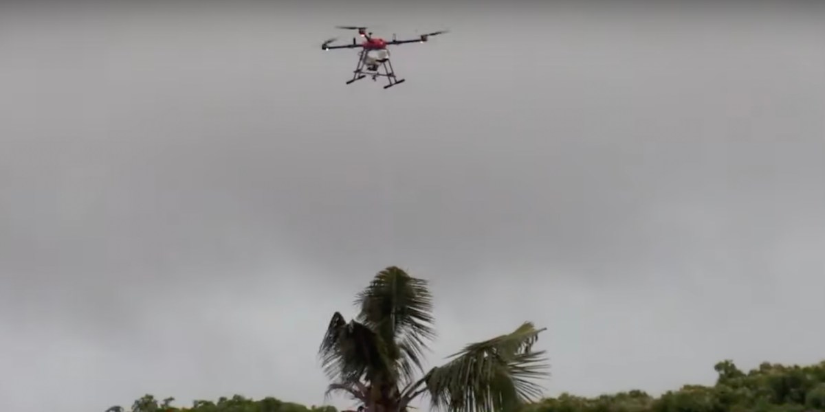 Hawaiʻi drones beetle