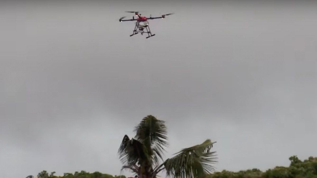 Hawaiʻi drones beetle