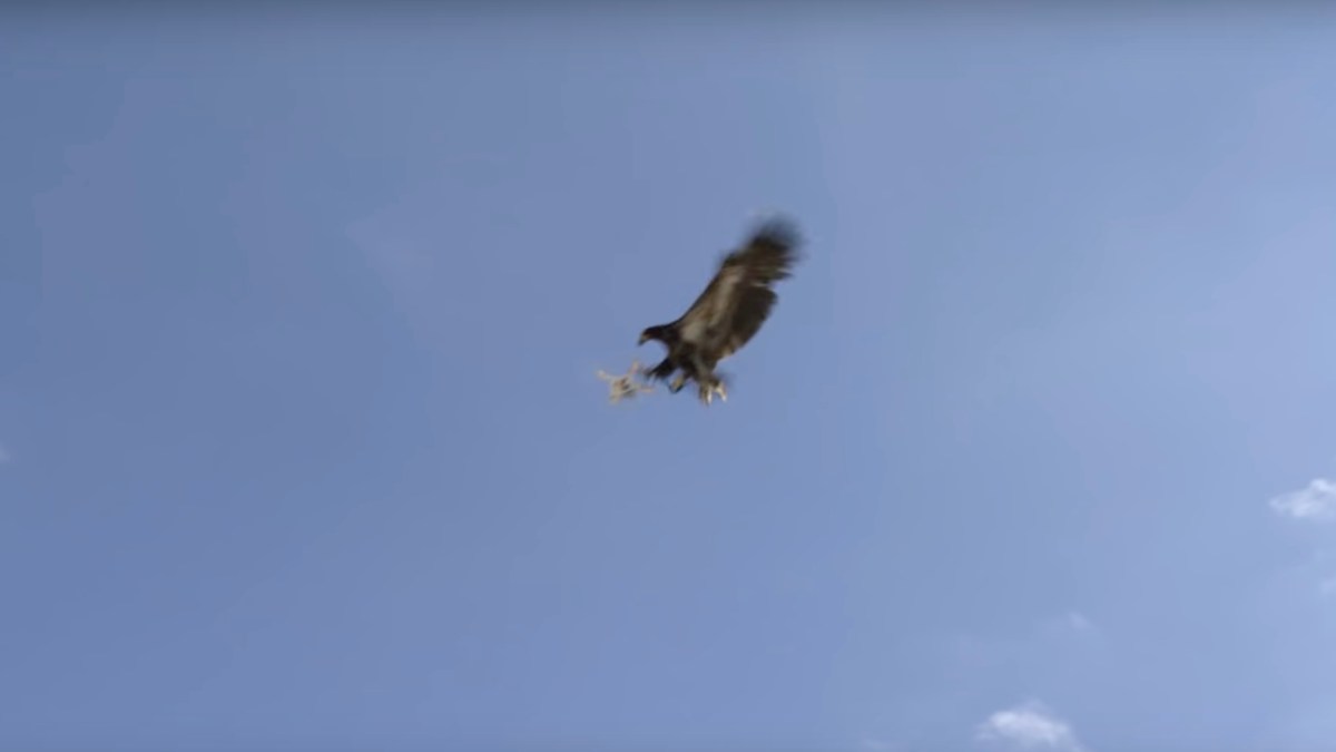 Geneva eagles drone
