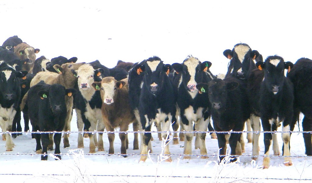 Iowa drones livestock