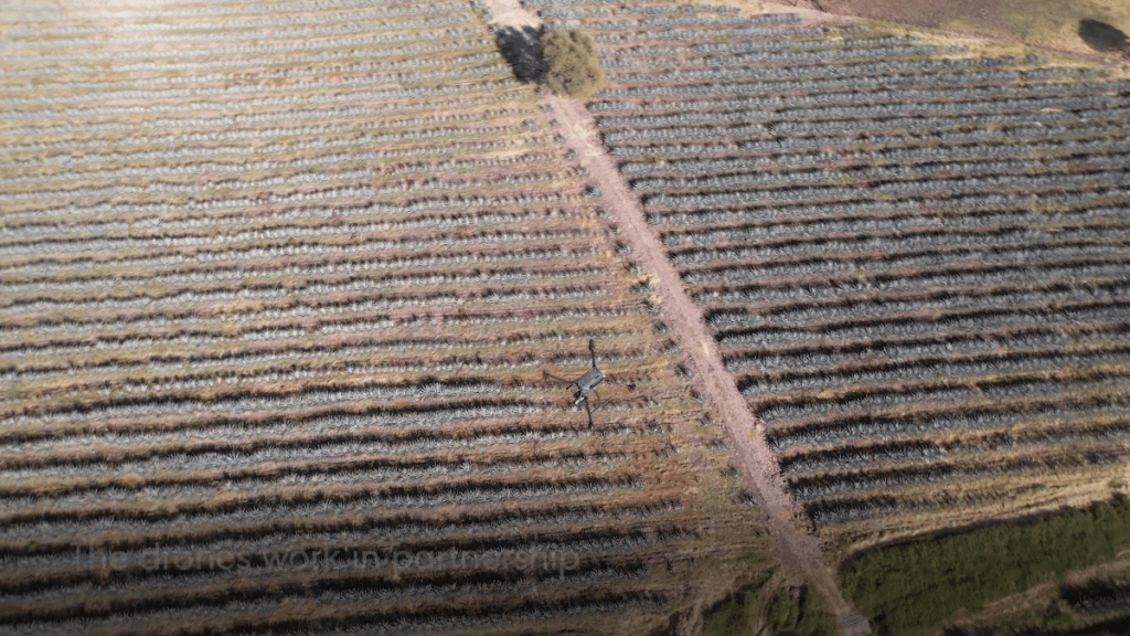 dji drone tequila agave farming