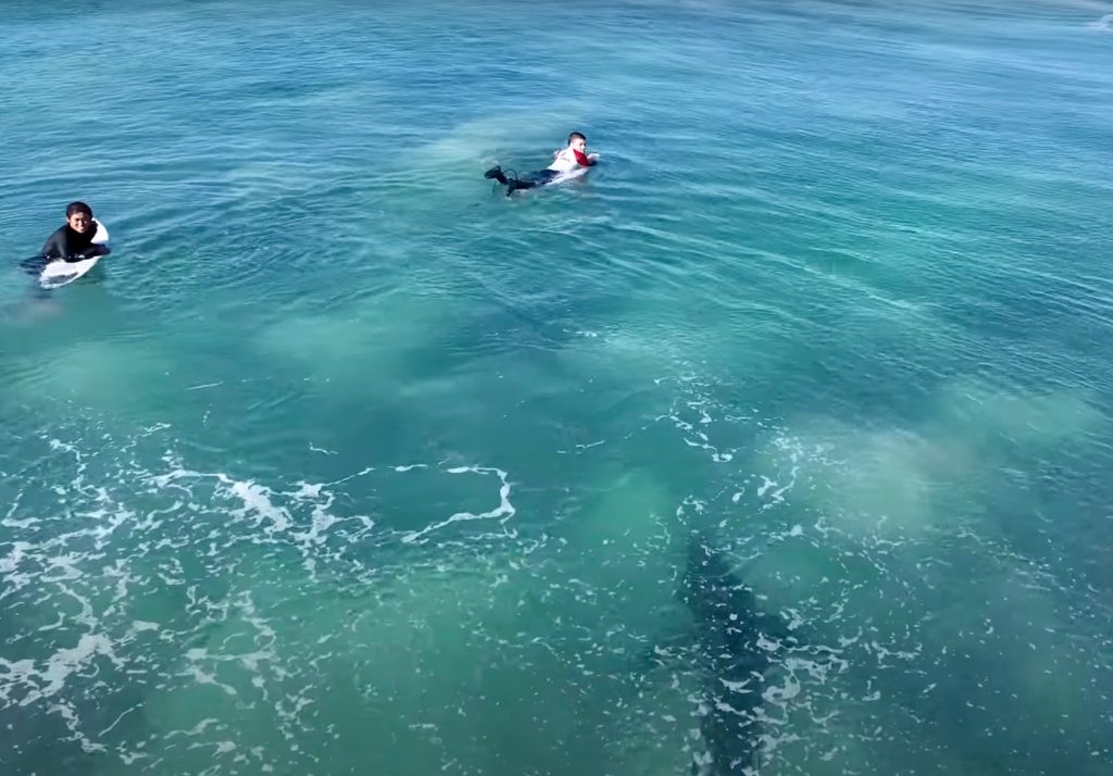 Premium stock video - Looking back at surfers paradise from water with drone