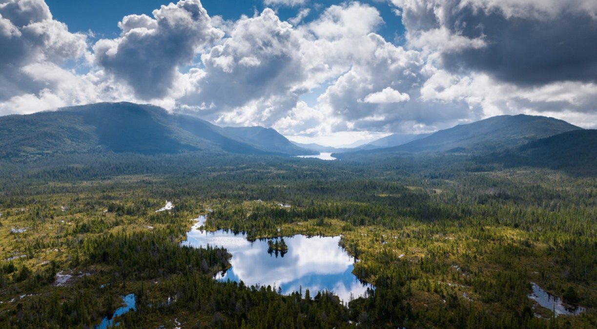 Как Wilderness International использует дроны для спасения тропических лесов