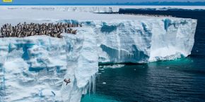 jumping penguin drone video antarctica